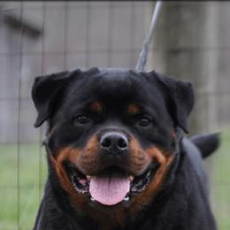 Uma - Rottweiler