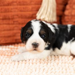 Cockapoo Puppies from Firm Foundation Cockapoos