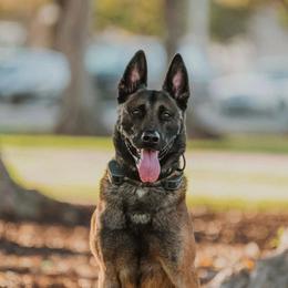 Brock - Belgian Malinois