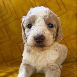Pearl - Cream female Aussiedoodle puppy in Shelby, North Carolina from Gracie's Puppies