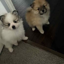 Pomeranian Puppies from ARC Kennels