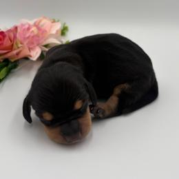 Nori - Black and tan female Dachshund puppy in Brownsville, California from Pine & Pasture Dachshunds