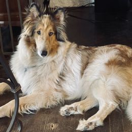 Paisley - Collie