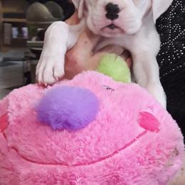 Boxer Puppies from CinniBon Boxers