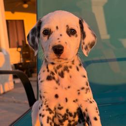 Female 1 - White and black female Dalmatian puppy in Lake Mathews, California from Bully Market