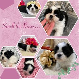 Girl 3 - Black and white female Shih Tzu puppy in Klamath Falls, Oregon from Bel Aire Beauties
