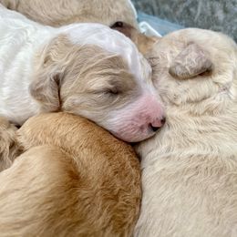 Goldendoodle Puppies from Magnolia Doodles of Southern Miss