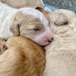 Goldendoodle Puppies from Magnolia Doodles of Southern Miss