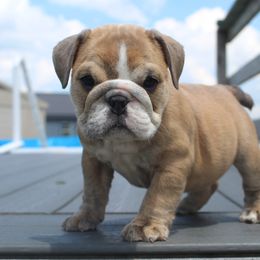 Boxer, Bulldog, and French Bulldog Puppies from Hillview Kennels