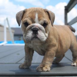 Boxer, Bulldog, and French Bulldog Puppies from Hillview Kennels