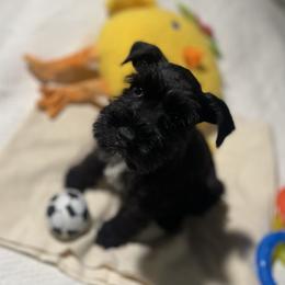 Benito - Black male Miniature Schnauzer puppy in San Diego, California from KMS-Miniature Schnauzers