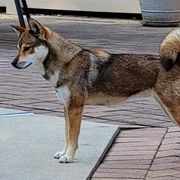 Shikokus from Yume Shikoku Ken
