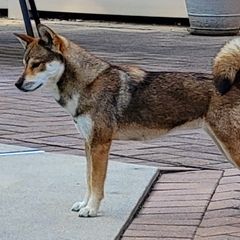 Shikokus from Yume Shikoku Ken