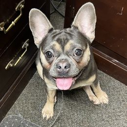 Rewdii - French Bulldog