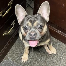 Rewdii - French Bulldog