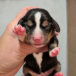 Girl 5 - Black tan and white female Beagle puppy in Baltimore, Maryland from Country Acres Farm