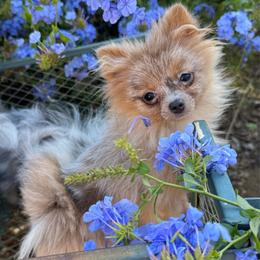 Opal - Red female Pomeranian puppy in San Diego, California from PS pomeranians