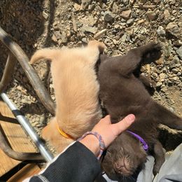 Winters Morning - Cream male Schipperke puppy in Randsburg, California from Schipperke Ranch