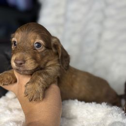 Boo - Brindle male Dachshund puppy in Menifee, California from TeenieWeenieDoxies