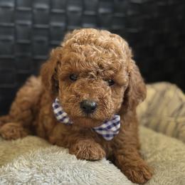 Preston - Apricot male Goldendoodle puppy in Sauk Village, Illinois from Midwest Timberland Pups