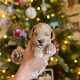 Mr. Red - Apricot male Goldendoodle puppy in Athens, Georgia from Moore Goldendoodles