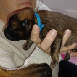 Yogi Blue Collar - Red male Eurasier puppy in Lakewood, Ohio from Exquisite Eurasier