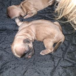 Boy 1 - Black gold and white male Shih Tzu puppy in Memphis, Tennessee from Lady and the Tramp
