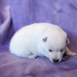 Pomsky Puppies from Valparaiso Pomskys