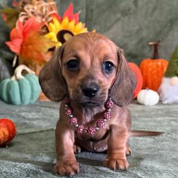 Bexly - Red female Dachshund puppy in Lincoln, Arkansas from Red Dirt Dachshunds