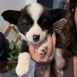 Boy 2 - Brindle and white male American Corgi puppy in Castle Rock, Washington from R and b corgis and farm