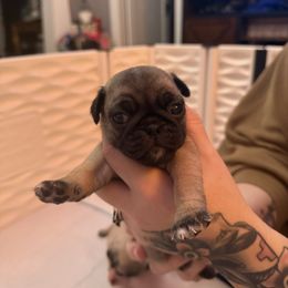 Bolt - Fawn male Pug puppy in Vader, Washington from Tanori Kennels