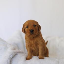 Golden Retriever Puppies from Golden Wiggle Retrievers