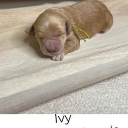 Ivy - Apricot female Goldendoodle puppy in Layton, Utah from Gracious Doodle Dogs