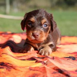 Tweetie - Chocolate and tan female Dachshund puppy in Peebles, Ohio from Cave Valley Hounds