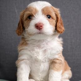 Girl 3 - female Australian Labradoodle puppy in Bonney Lake, Washington from Foothills Labradoodles