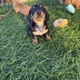 Dachshund Puppies from Carranza Puppy Farm