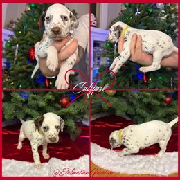 Calypso - White and liver brown female Dalmatian puppy in Chehalis, Washington from Dalmatian Vacation