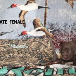 Labrador Retriever Puppies from Copper Creek Outfitters and Kennel