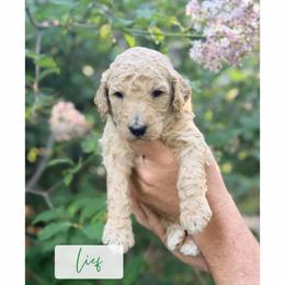 Leif - Cream male Poodle puppy in Detroit Lakes, Minnesota from Pickerel Pups