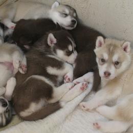 Siberian Husky puppies from Rebel Huskys