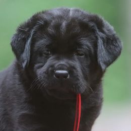 Labrador Retriever Puppies from Howard English Labradors