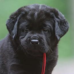 Labrador Retriever Puppies from Howard English Labradors
