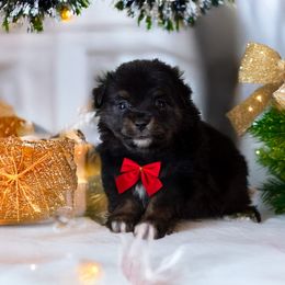 Comet - Black tri male Toy Australian Shepherd puppy in Georgetown, Texas from Minikin Manor