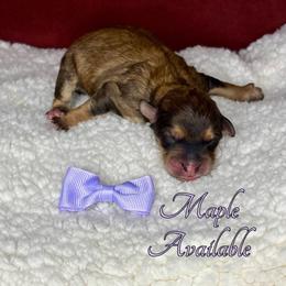 Maple - Sable female Aussiedoodle puppy in Gresham, Oregon from Daisys Doodles