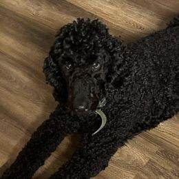 Poodles from Blue Paws Kennel