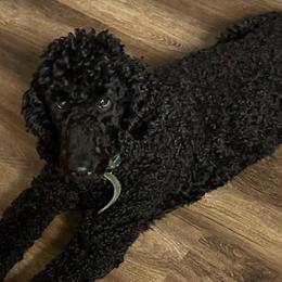 Poodles from Blue Paws Kennel