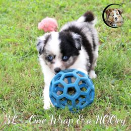 Aussiedoodle, Australian Shepherd, Miniature Australian Shepherd, and Toy Australian Shepherd Puppies from 3Laussies