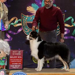 Miniature Australian Shepherds from Rivermede  Miniature American Shepherds