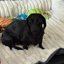Izzy - Dachshund