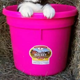 Pembroke Welsh Corgis from Heulyn Corgis